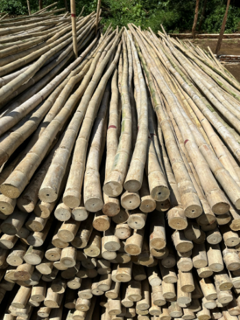 Bamboo Poles Hot Sale Solid Moso Bamboo For Decor And Construction Bamboo Cane Packed In Bundles with Top Quality  2