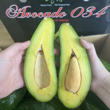 Avocado Organic Professional Team Viettropical Fruit For Export Us Haccp Customized Packaging Vietnam Manufacturer 6