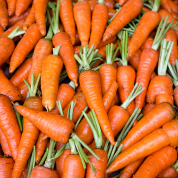 Fresh Carrot Fruit & Vegetable Products Good price Organic Follow the Customer's Request Made in Vietnam Manufacturer 6