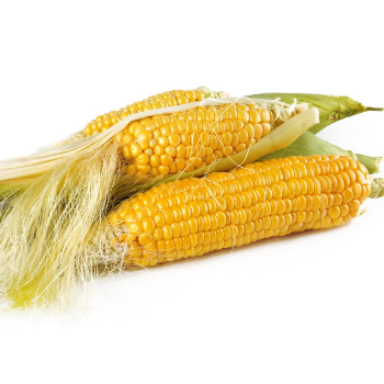 Viet Nam High Quality Yellow Corn Max Animal Style Storage Color Origin Type Dried Grade Product Place Maize MOISTURE Condition 4