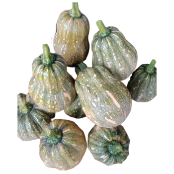 fresh pumpkin hard squash Wholesale natural flavor using for food packing in carton made in Vietnam Manufacturer 2