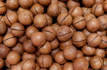 Premium Grade High Quality Macadamia Nuts With Shell Raw Organic Bulk Nuts Macadamia Nuts Wholesales From Vietnam Manufacturer 2