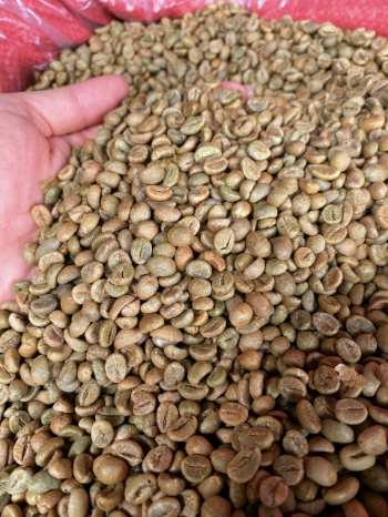 Vietnamese Robusta Coffee Good Quality Milling Essential Nutrients ISO220002018 60 kg bag Vietnamese Manufacturer 5