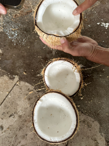 Dried Coconut From Vietnam Agriculture Semi-Husked Nutrition Juicy Sweet Water 100% Natural Thick Meat Hot Selling 4