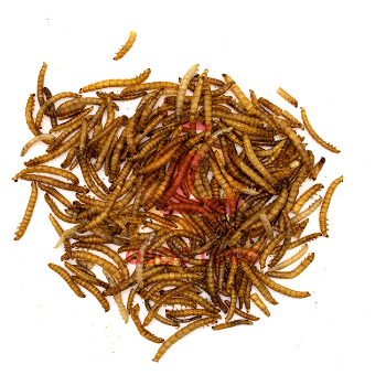 Dried Mealworm For Fish Competitive Price Export Animal Feed High Protein Pp Bag Vietnam Manufacturer 8