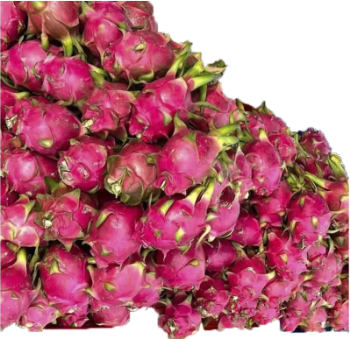 Fresh White Dragon Fruit Best Choice No Preservatives Making Food Bulksales Customized Packing Made In Vietnam Manufacturer 6