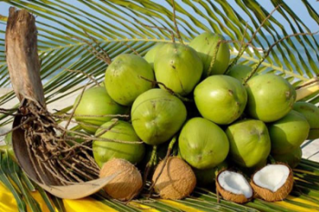 Wholesale Fresh Young Coconut for Drinking and Cooking Wholesale Premium Quality from Viet Nam Manufacturer