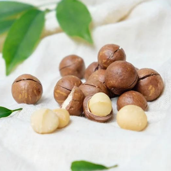 Macadamia Nuts Premium Grade High Quality Macadamia Nuts With Shell Raw Organic Bulk Nuts Wholesales From Vietnam Manufacturer 2