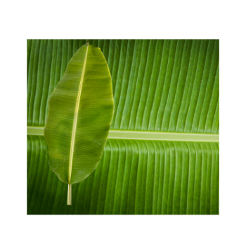 Fresh Banana Leaf For Food Stuff Replace To Plastic Bag Eco Friendly Biodegradable Supplier New Crop Made In Vietnam Bulk 2