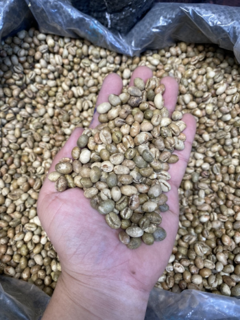 Culi Arabica Green Bean Coffee High Quality Organic Usable ISO220002018 60 kg/jute bag from Vietnam Manufacturer 6