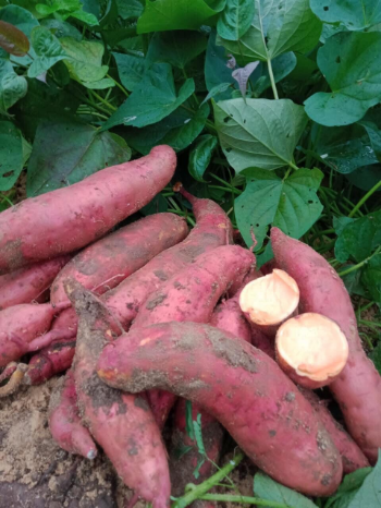 Sweet Potato High Specification new crop using for many purposes TCVN packing in carton Made in Vietnam Manufacturer 6