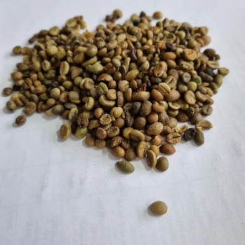 Coffee Beans Raw Robusta S13 Coffee Good Price Purity Using For Making Food And Beverage No Preservatives Packed In Bag 2