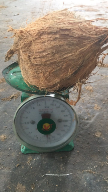 Top Quality Dried Coconut From Vietnam Good Price For Export Low MOQ Best Quality Semi Husked Thick Meat Juicy Sweet Water 4