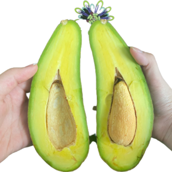 Avocado Organic Reasonable Price Viettropical Fruit Healthy Haccp Customized Packaging From Vietnam Manufacturer 1