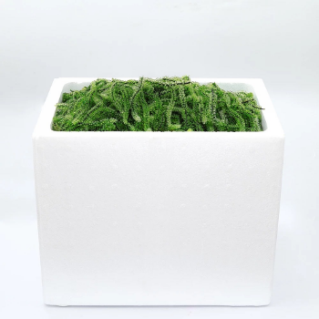 Dry Sea Grape Green Food Fresh Seaweed Lato Seaweed Best Quality Sea Food Seaweed Vegetables OEM Packing From Viet Nam 1