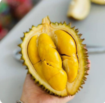 Frozen Durian Fruit Paste Without Seeds and 6 Ri frozen fruit durian on sale Vietnam 2