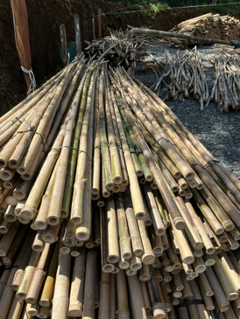 A large number of high-grade bamboo trees to decorate homes and buildings, the best selling whole bamboo poles  5