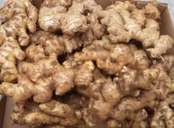 Good Quality Fresh Ginger 100% Natural Organic Good For Health Packed In Box Made In Vietnam Manufacturer 2