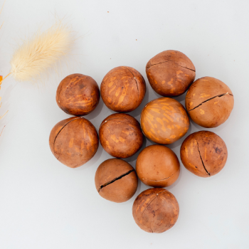 Macadamia Nuts Raw Organic High Quality ISO Certification Sesan Gia Lai Brand From Viet Nam 6