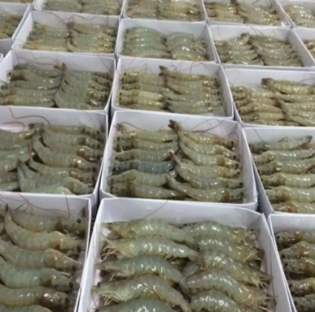 White Shrimp Professional Team Export Seafood Fresh Vaccum Customized Service Packaging Made In Vietnam Trading Frozen 5