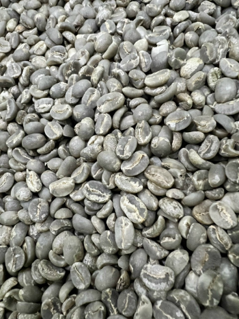 Moka Arabica Green Bean Coffee Good price Raw Combinatory ISO220002018 jute bag (net 60 kg) Vietnam Manufacturer 5