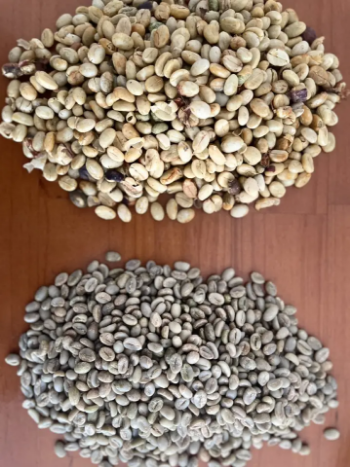 Robusta Coffee Grade 1 Coffee Beans Raw Best Selling Purity Using For Making Food And Beverage No Additives Packed In Bag 5