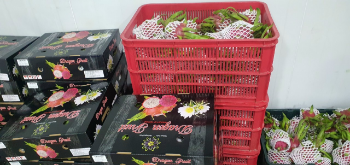 Dragon Fruit Fresh Haccp High Quality Ready To Ship Viet Tropical Fruit Customized Packaging Vietnam Manufacturer 8