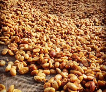 Vietnamese Robusta Coffee Good Quality Milling Essential Nutrients ISO220002018 60 kg bag Vietnamese Manufacturer 4