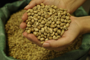 Culi Arabica Green Bean Coffee High Quality Organic Usable ISO220002018 60 kg/jute bag from Vietnam Manufacturer 2
