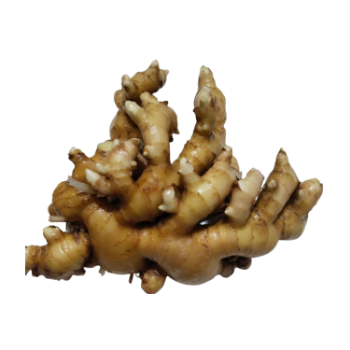 Ginger Tuber Good Price New Crop Using For Many purposes TCVN packing in carton from Asian Manufacturer 1