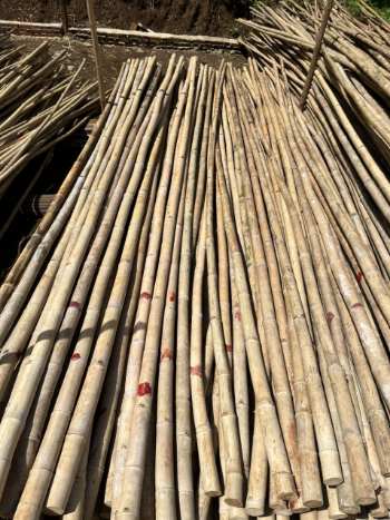 High quality raw Vietnamese bamboo, used in construction and outdoor decoration Bamboo Cane Packed In Bundles with Good Supplier 4