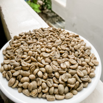 Arabica Green Coffee Beans Specialty Vietnamese Arabica Catimor Green Coffee Beans Dry Processing Single Origin Cau Dat Farm 3