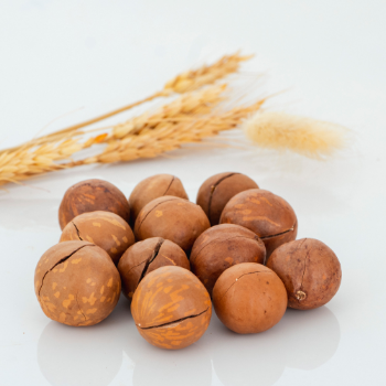 OEM Service In-Shell Macadamia Nuts Raw Organic High Quality ISO Certification From Viet Nam 6