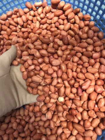 Good Quality Peanut Kernel 2024 Green Vina Ready To Use Oem Roasted From Vietnam Manufacturer 3