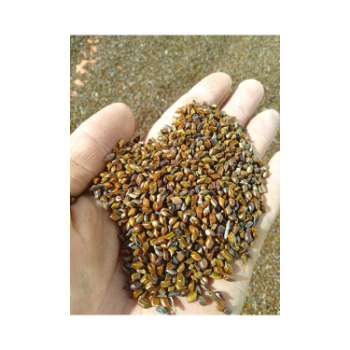 Hot Selling Cassia Tora Seed 100% Pure Cassia Tora Seed Organic Product 1