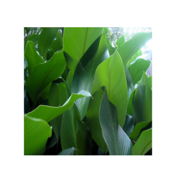 Fresh Banana Leaf For Food Stuff Replace To Plastic Bag Eco Friendly Wrapping Food Biodegradable Supplier New Crop Bulk Vietnam 2