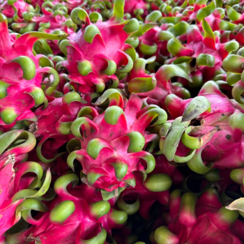 Fresh Dragon Fruit 100% Organic Fast Delivery Ready To Ship Viettropical Fruit Customized Packaging Vietnam Manufacturer 5