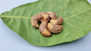 Dried Raw Cashew Nuts With Salt Good Price Organic Nuts Delicious Taste Cashew Kernels Packaging Carton & Vacuum PE From Vietnam 5