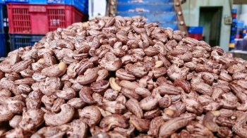 Roasted Cashew Nuts Best Choice Organic Nuts Using For Food Roasted Cashew Kernels Packaging Carton & Vacuum PE Made In Vietnam 1