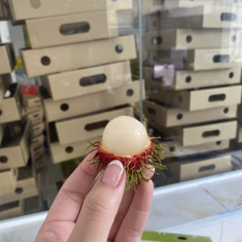 Rambutan For Export Us 100% Organic Fast Delivery Wholesales Fresh Carton Box Made In Vietnam Manufacturer 1