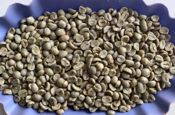 Arabica FW L3 S16+ Raw Coffee Beans First Class Good Choice Natural Using For Making Food And Beverage No Additives 2