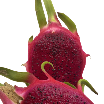 Tropical Fruit Dragon Fruit 100% Organic High Quality Ready To Ship Wholesales Fresh Carton Box From Vietnam Manufacturer 3