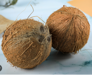 Dried Coconut From Vietnam Agriculture Semi-Husked Low MOQ Sweet Water Thick Meat Good Price For Export High Quality Brand