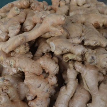 2024 New Crop Fresh Ginger For Sale Dry Ginger Red Wholesale From Viet Nam Supplier Export Best Product Use Directly Or Process 4