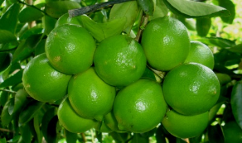 Good Quality Fresh Seedless Lime 100% Natural Organic Good For Health Packed In Box Vietnamese Manufacturer 1