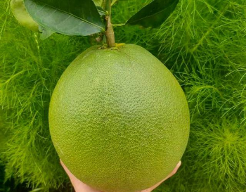 Grapefruit Best Quality Fresh Fruit Grapefruit Pomelo Fresh Fruit Pomelo Contact Vietnam Healthy From Vietnam Manufacturer 8