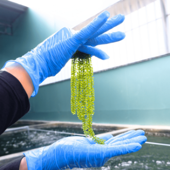 Salted Sea Grapes GREEN FOOD Dehydrated Seaweed Organic Umibudo Green Caviar Caulerpa - 100 grams 6