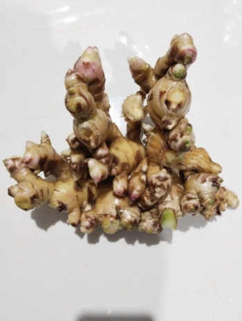 Ginger Tuber Good Price New Crop Using For Many purposes TCVN packing in carton from Asian Manufacturer 8