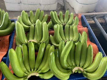 Fresh Style Yellow Banana Organic Products Tropical Fruit CAVENDISH Banana Green Ready To Export 100% Natural Wholesale From Vietnam Manufacturer 2