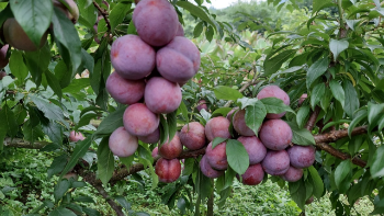 Dark Fresh Plum Variety Agricultural Products using for many purposes TCVN packing in carton Made in Vietnam Manufacturer 7